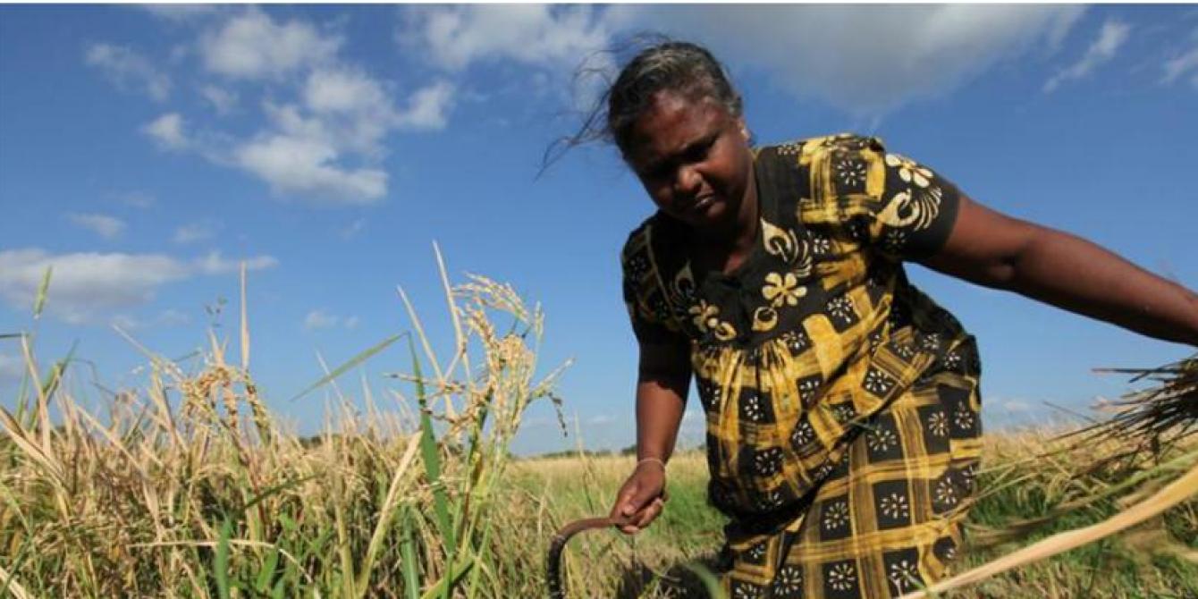 Rasmalar and her family are part of a rice growing co-operative in Sri Lanka (2011). Photo: Abir Abdullah/Oxfam